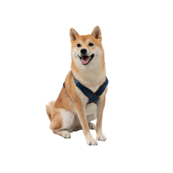 dog-products