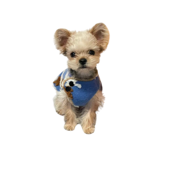 dog-clothing
