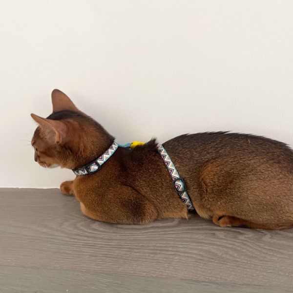 Colorful Series-Cat Chest & Back Traction_HD010009 photo review