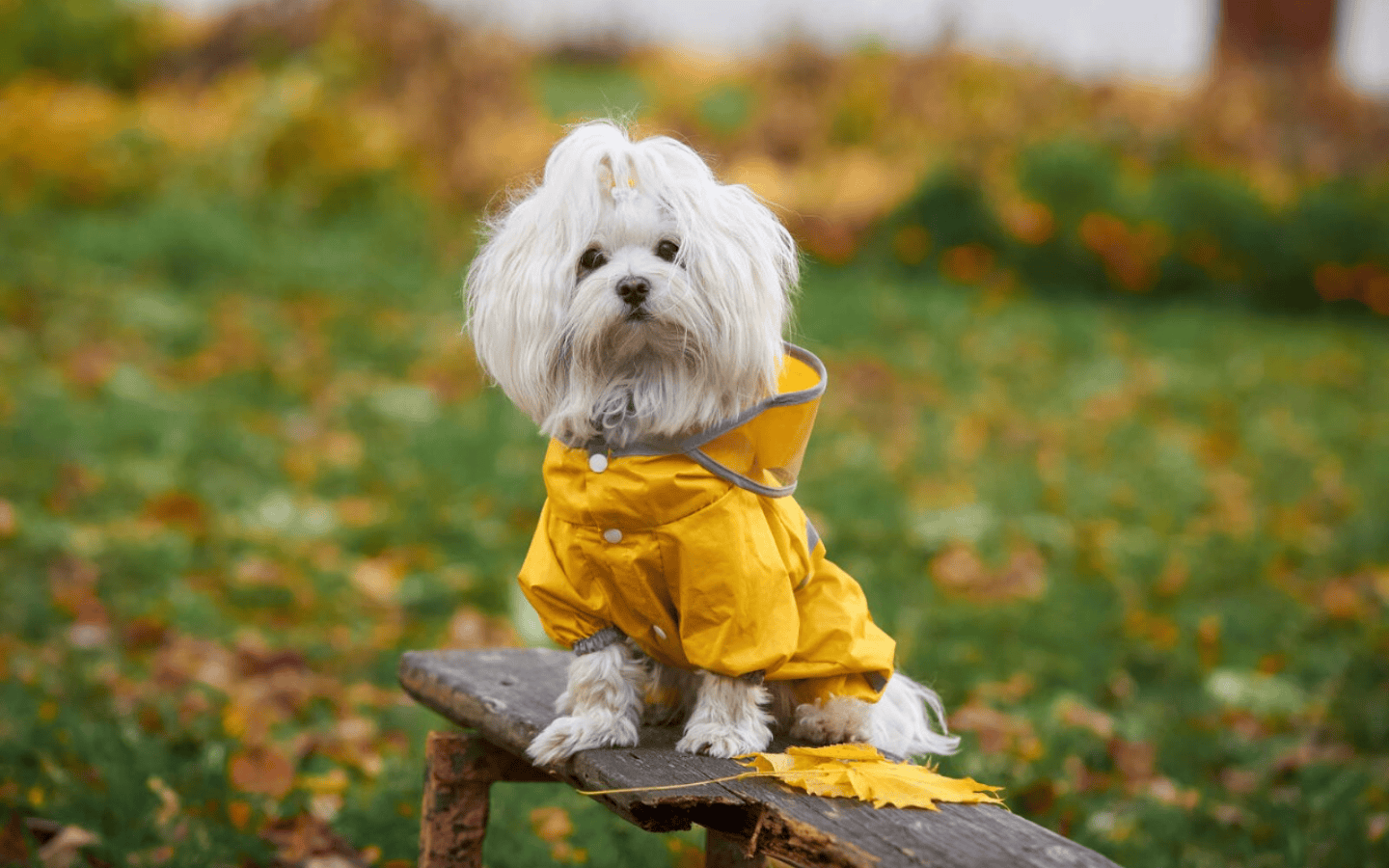 dog raincoat