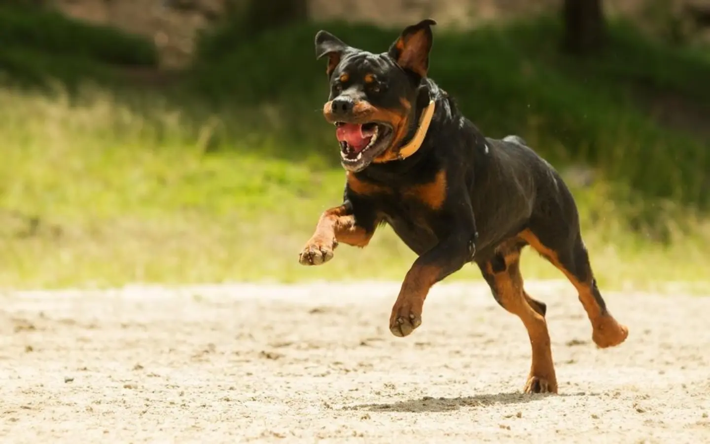 Strong Rottweiler running outdoors on a dirt trail with high energy and focus