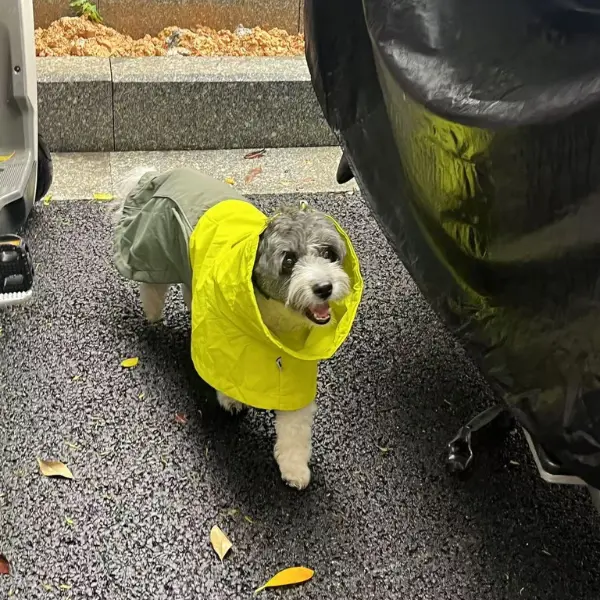 PAWTREK Outdoor Dog Raincoat photo review