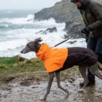Comparison of Common Materials for Dog Raincoats